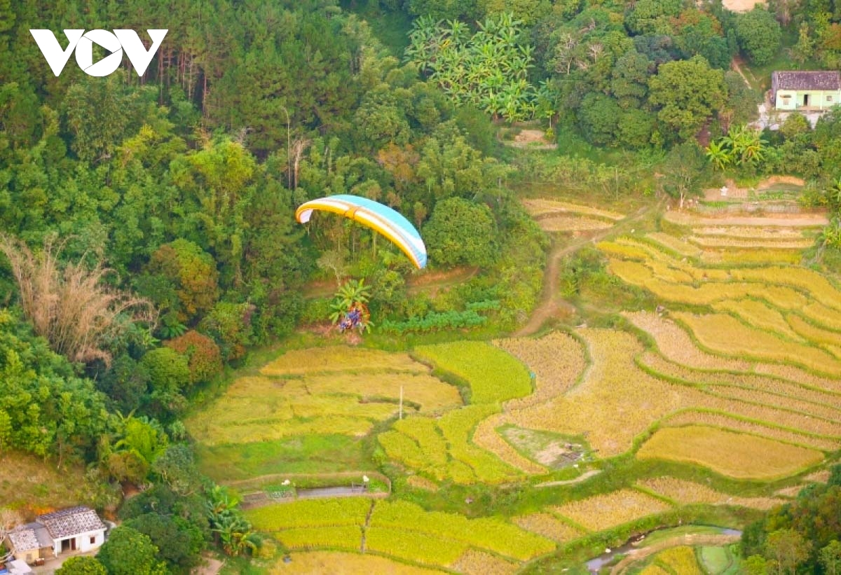 Paragliding over golden rice terrace fields in Northern Vietnam